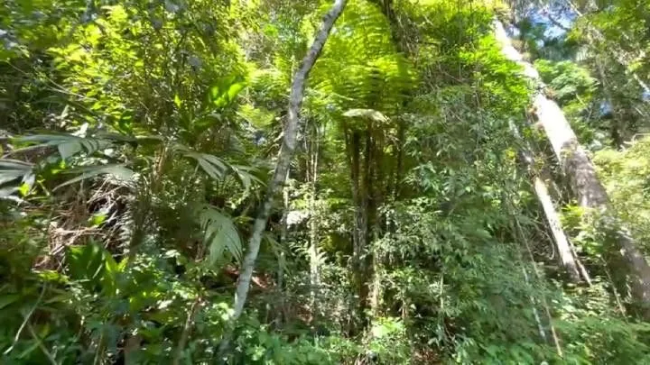 Sítio à venda de 18 ha em São Bonifácio, SC, Brasil