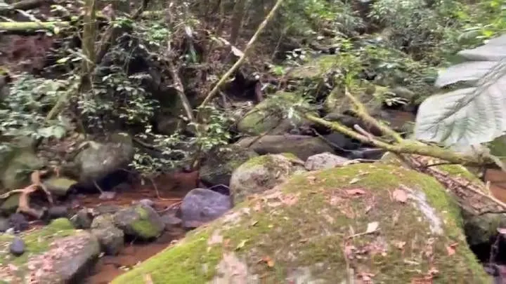 Sítio à venda de 18 ha em São Bonifácio, SC, Brasil