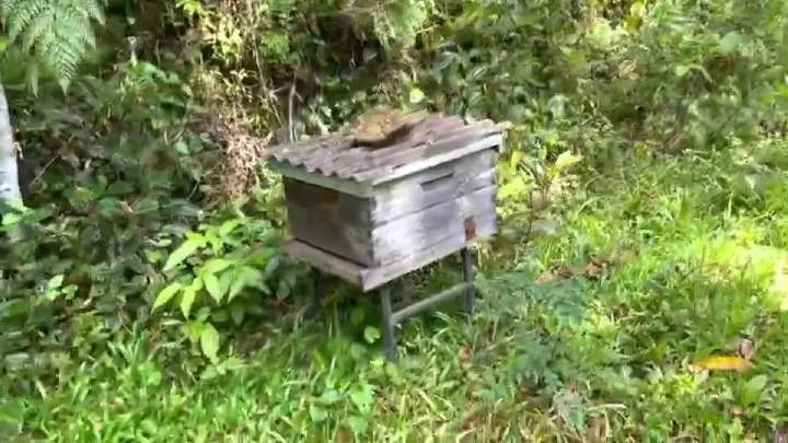 Sítio à venda de 18 ha em São Bonifácio, SC, Brasil