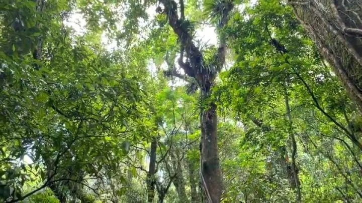Sítio à venda de 18 ha em São Bonifácio, SC, Brasil