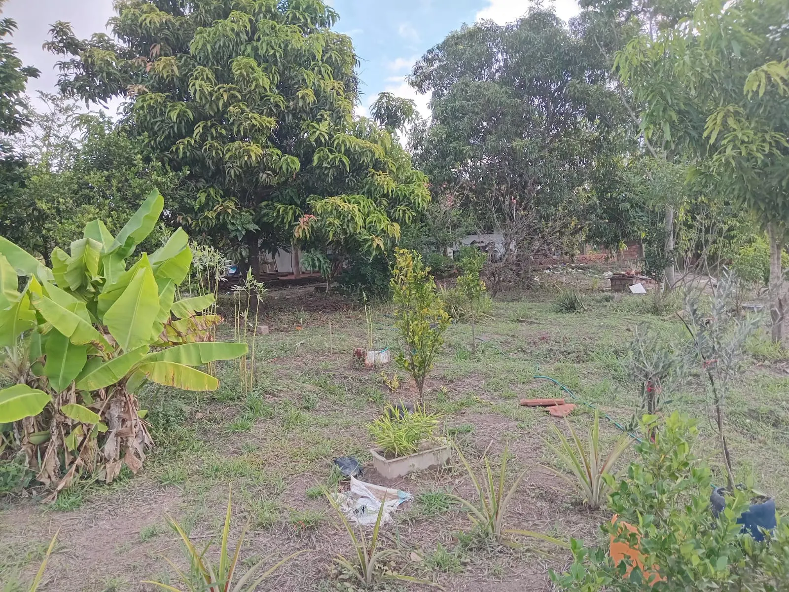 Small farm for sale of 25 acres in São José do Rio Preto, SP, Brazil