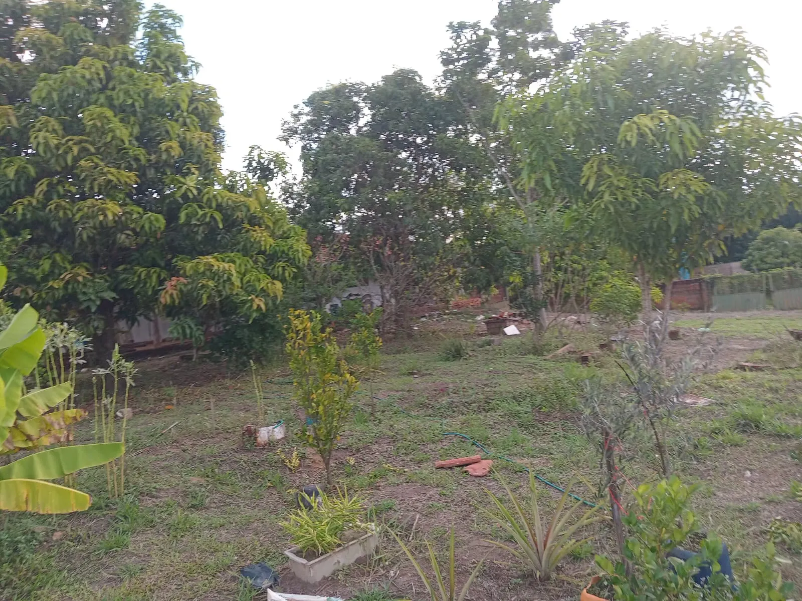 Small farm for sale of 25 acres in São José do Rio Preto, SP, Brazil