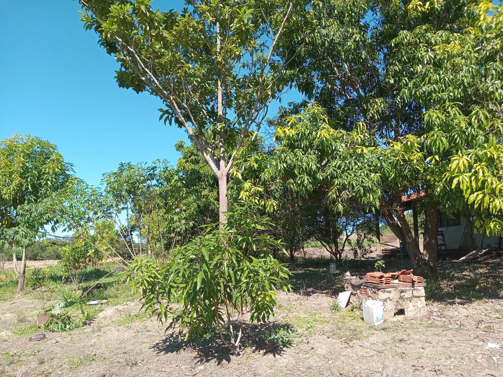 Small farm for sale of 25 acres in São José do Rio Preto, SP, Brazil