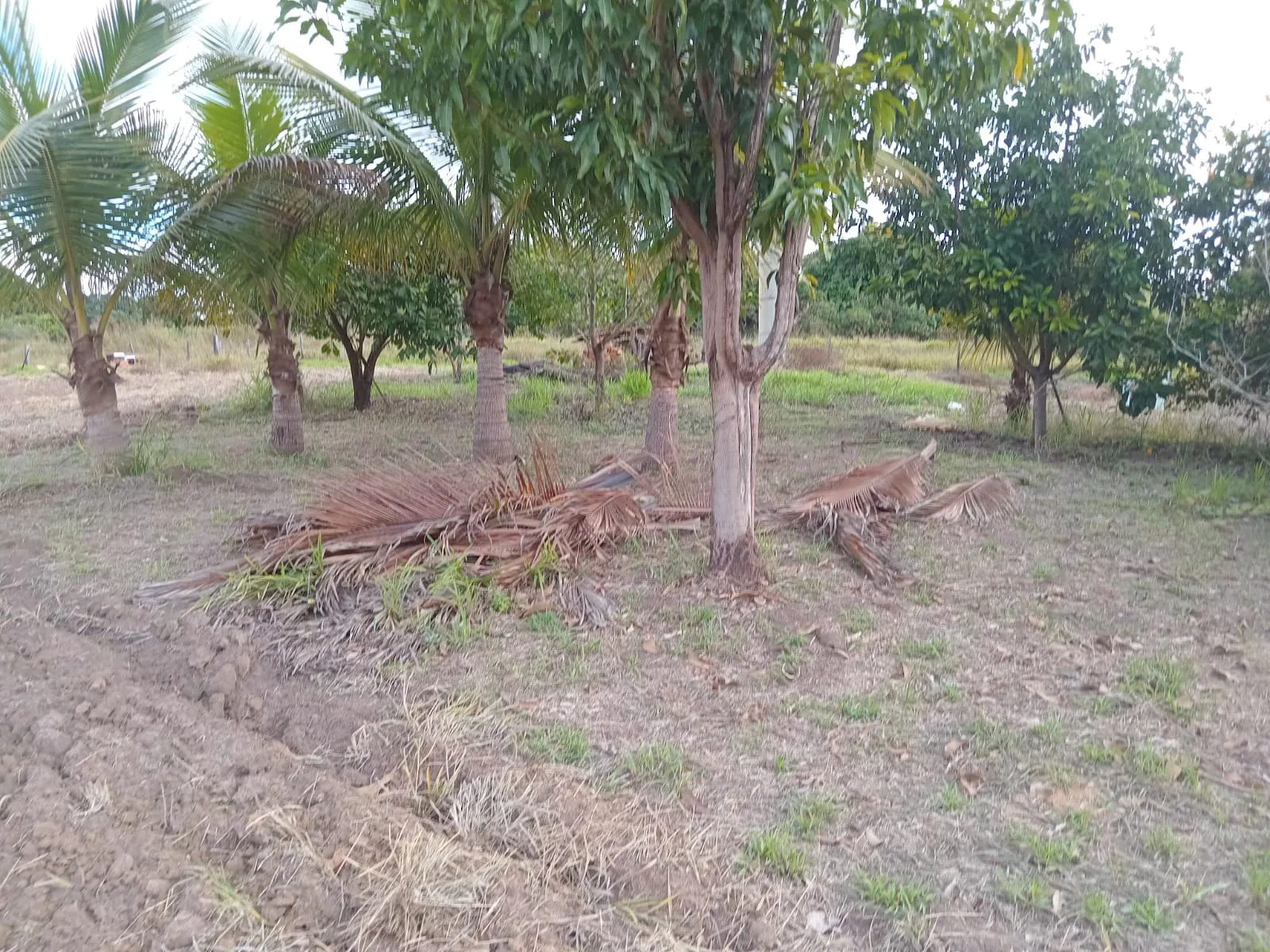 Small farm for sale of 25 acres in São José do Rio Preto, SP, Brazil
