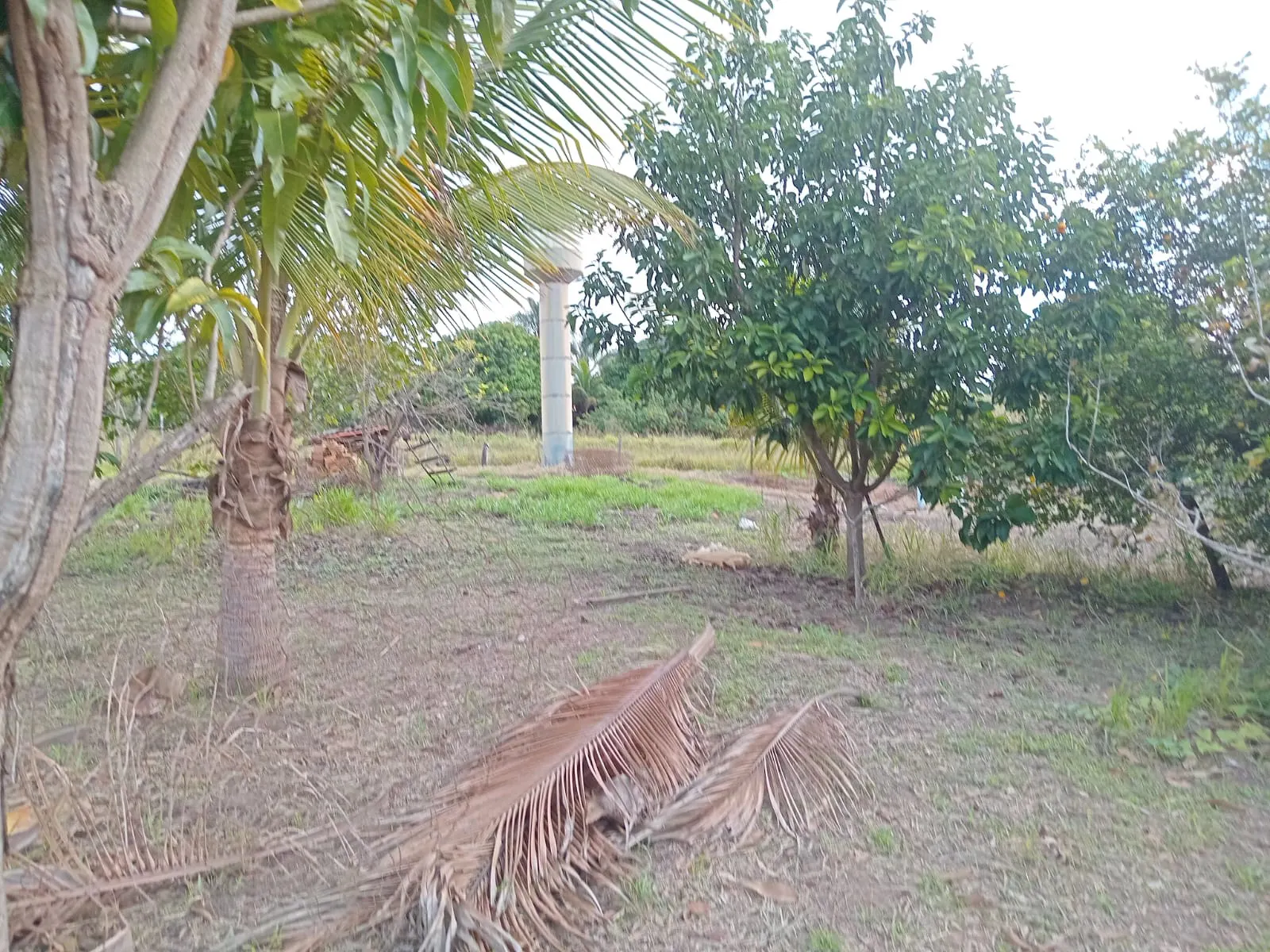 Small farm for sale of 25 acres in São José do Rio Preto, SP, Brazil