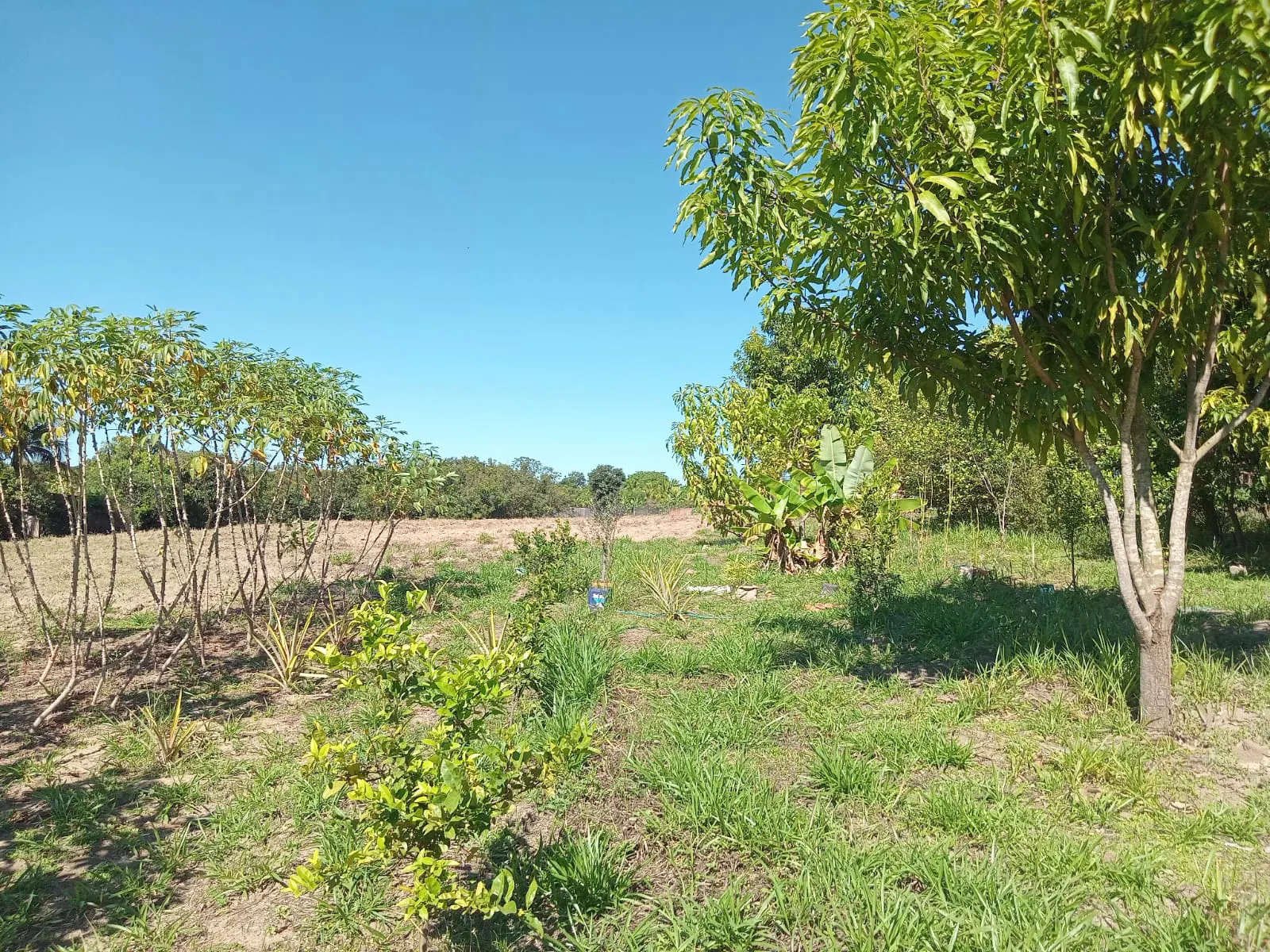 Small farm for sale of 25 acres in São José do Rio Preto, SP, Brazil