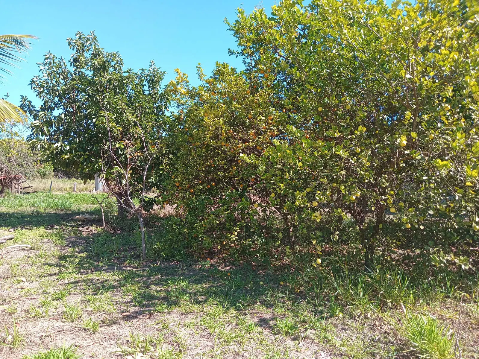 Small farm for sale of 25 acres in São José do Rio Preto, SP, Brazil