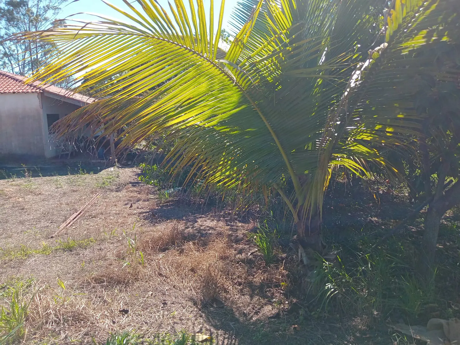 Small farm for sale of 25 acres in São José do Rio Preto, SP, Brazil
