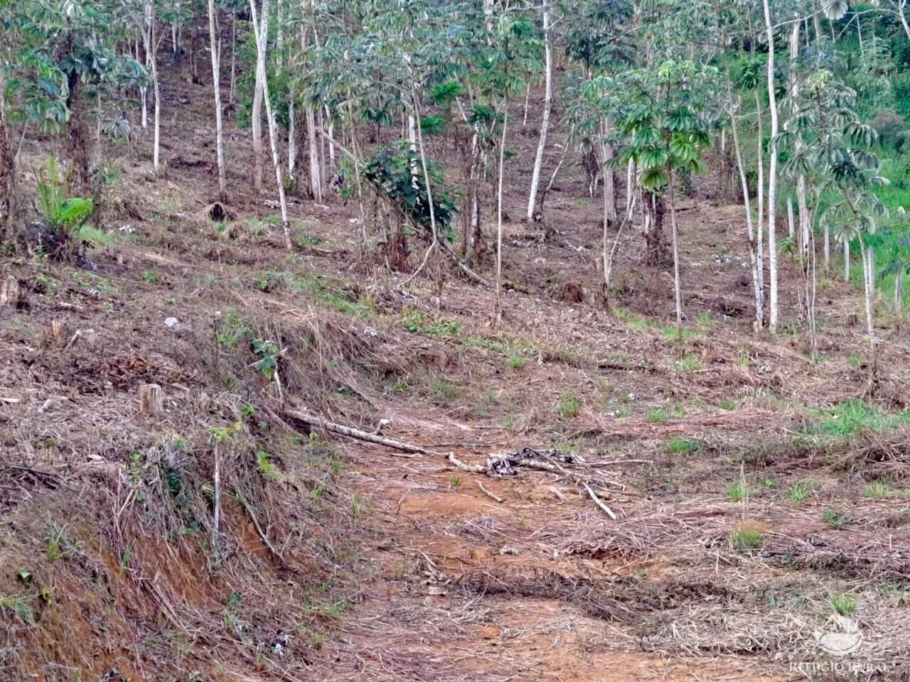 Plot for sale of 5 acres in Monteiro Lobato, SP, Brazil