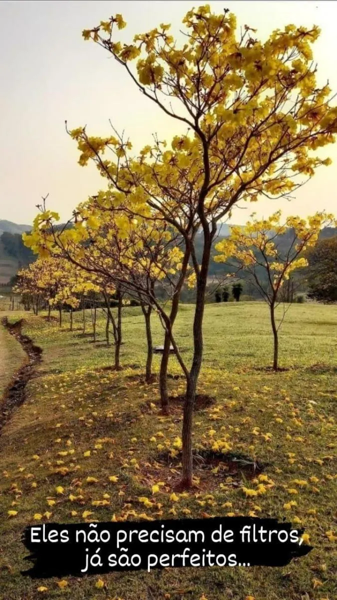 Sítio à venda de 3 ha em Campinas, SP, Brasil