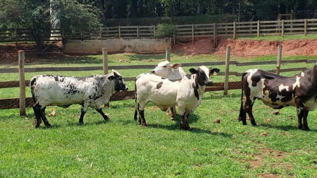 Fazenda à venda de 291 ha em Arapeí, SP, Brasil
