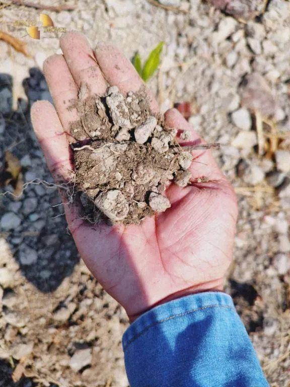 Fazenda à venda de 600 ha em Jangada, MT, Brasil