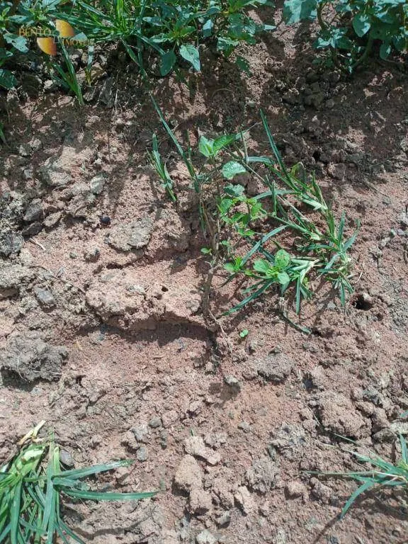 Fazenda à venda de 503 ha em Santo Antônio do Leverger, MT, Brasil