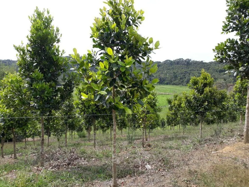 Fazenda à venda de 276 ha em Jacupiranga, SP, Brasil