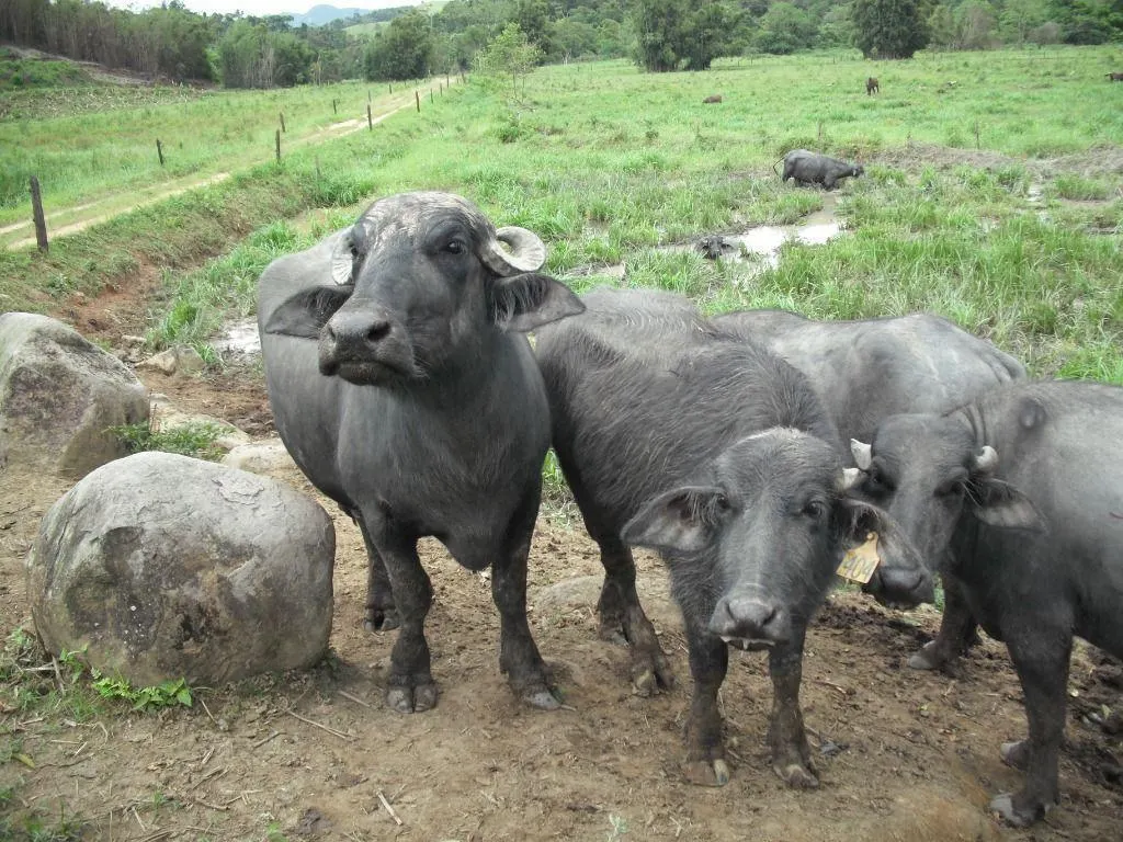 Fazenda à venda de 276 ha em Jacupiranga, SP, Brasil