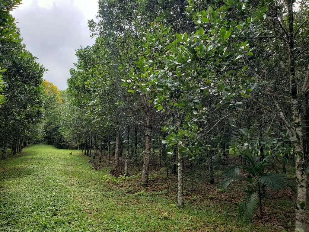 Fazenda à venda de 276 ha em Jacupiranga, SP, Brasil
