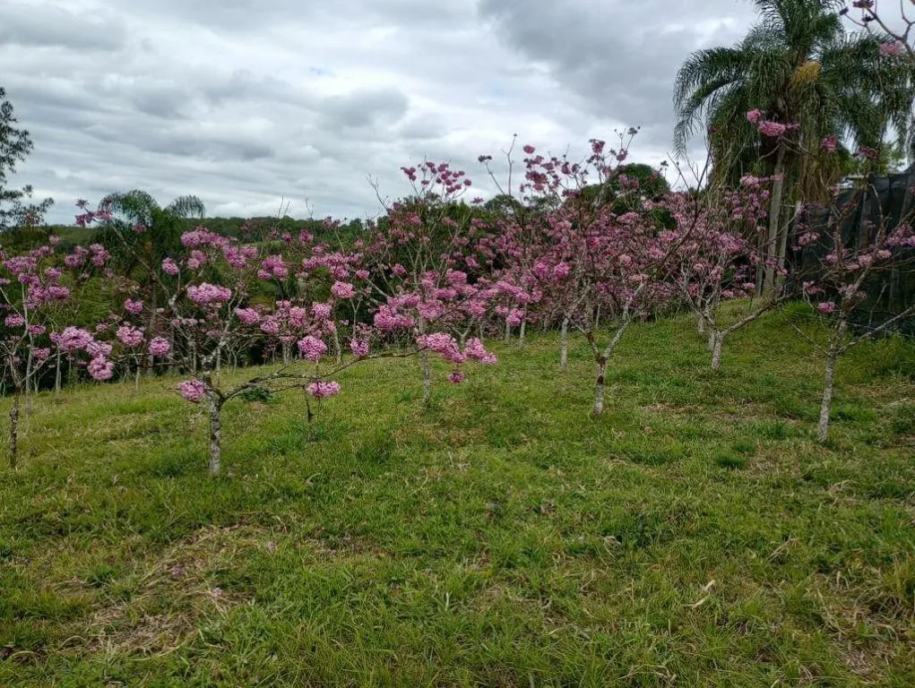 Fazenda à venda de 276 ha em Jacupiranga, SP, Brasil