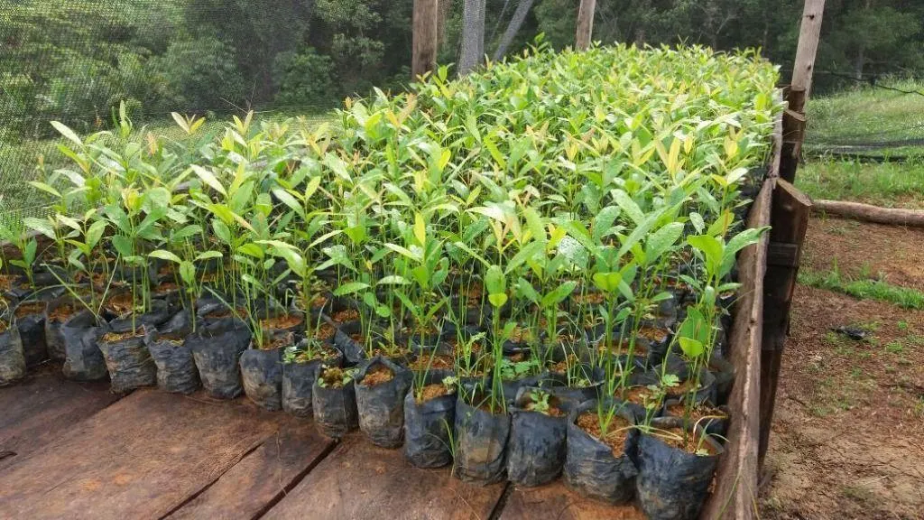 Fazenda à venda de 276 ha em Jacupiranga, SP, Brasil