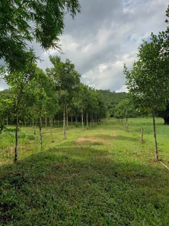 Fazenda à venda de 276 ha em Jacupiranga, SP, Brasil