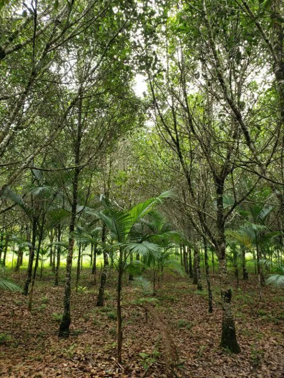 Fazenda à venda de 276 ha em Jacupiranga, SP, Brasil