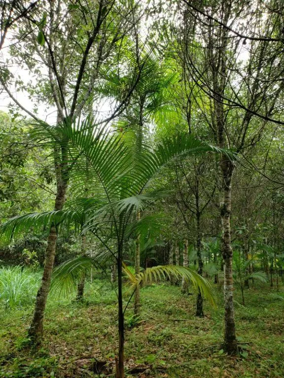 Fazenda à venda de 276 ha em Jacupiranga, SP, Brasil