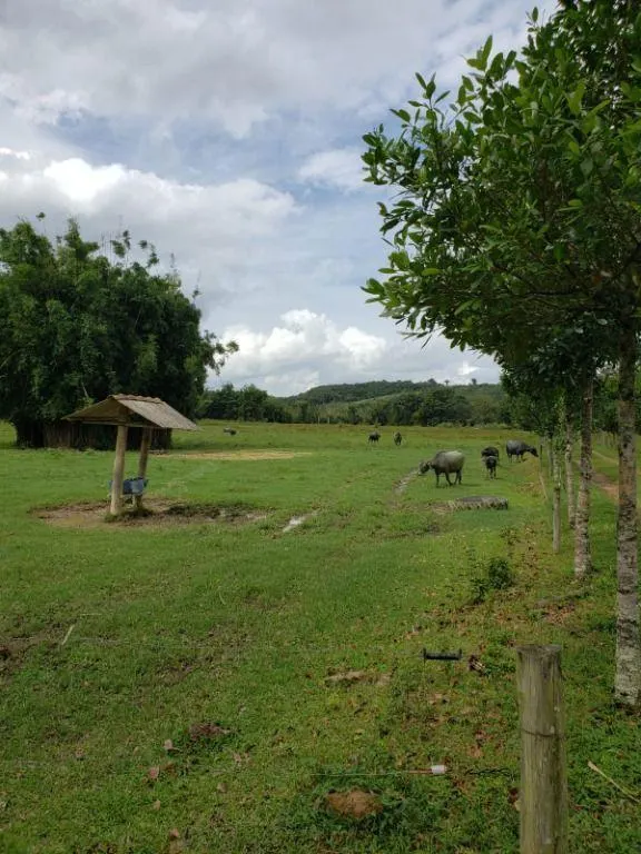 Fazenda à venda de 276 ha em Jacupiranga, SP, Brasil