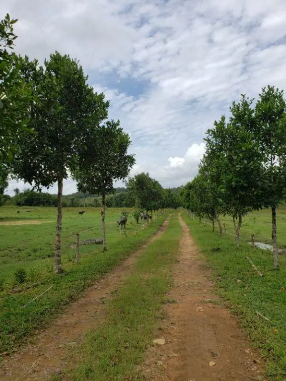 Fazenda à venda de 276 ha em Jacupiranga, SP, Brasil