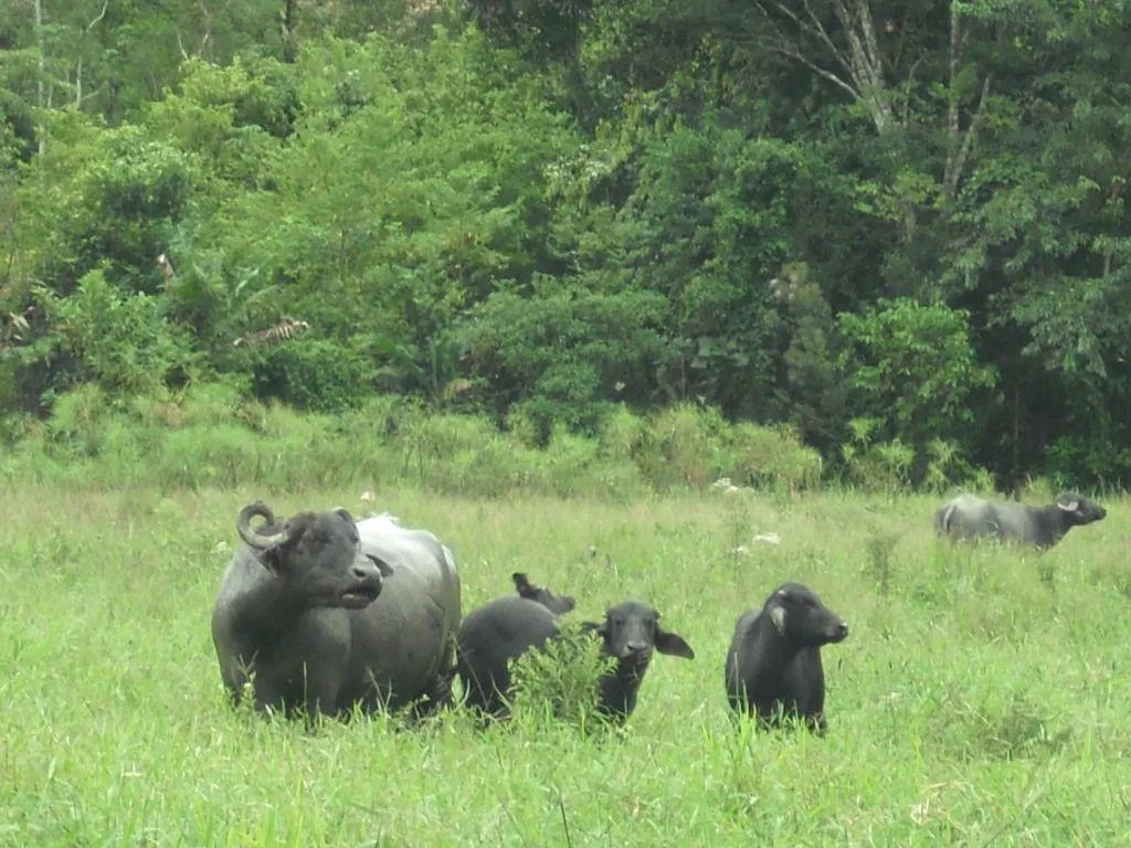 Fazenda à venda de 276 ha em Jacupiranga, SP, Brasil