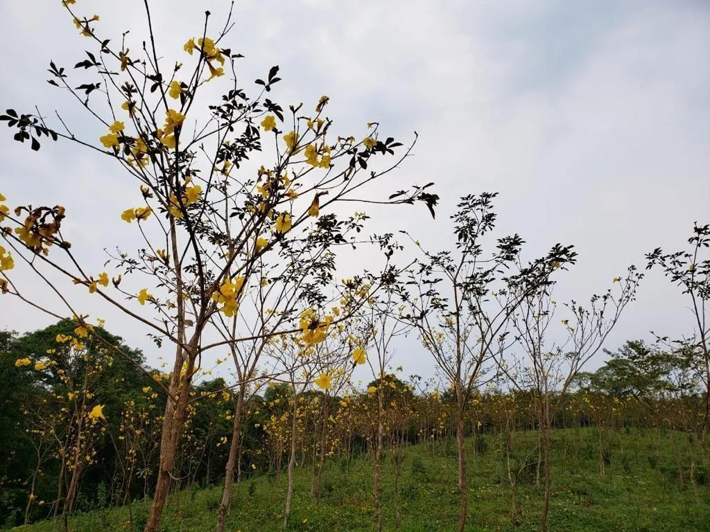 Fazenda à venda de 276 ha em Jacupiranga, SP, Brasil