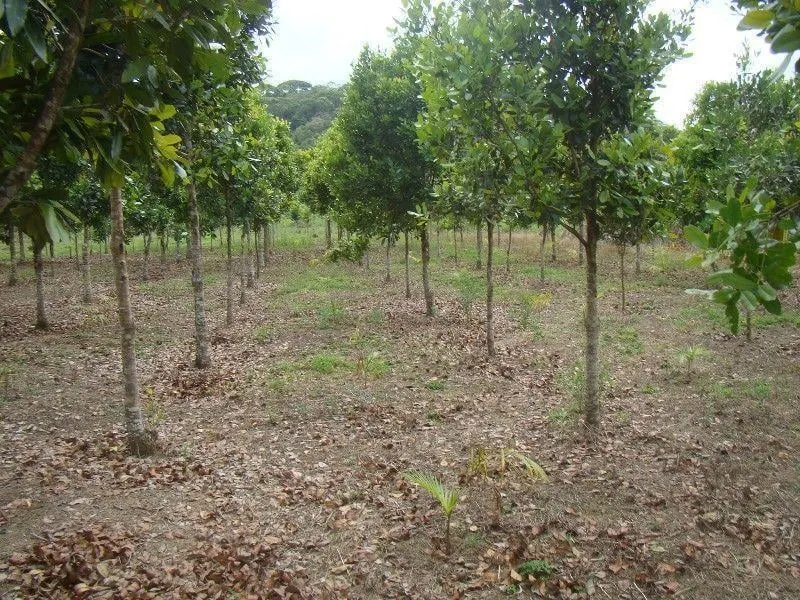 Fazenda à venda de 276 ha em Jacupiranga, SP, Brasil