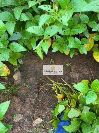 Fazenda à venda e para Arrendar de 1.034 ha em Canarana, MT, Brasil