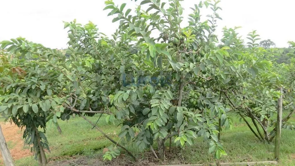 Country home for sale of 7 acres in Valinhos, SP, Brazil