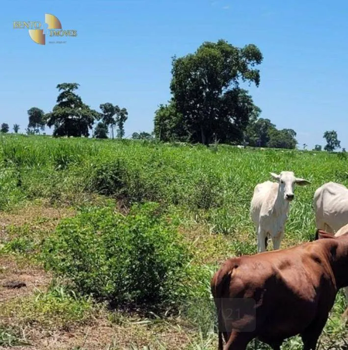 Fazenda à venda de 534 ha em Várzea Grande, MT, Brasil