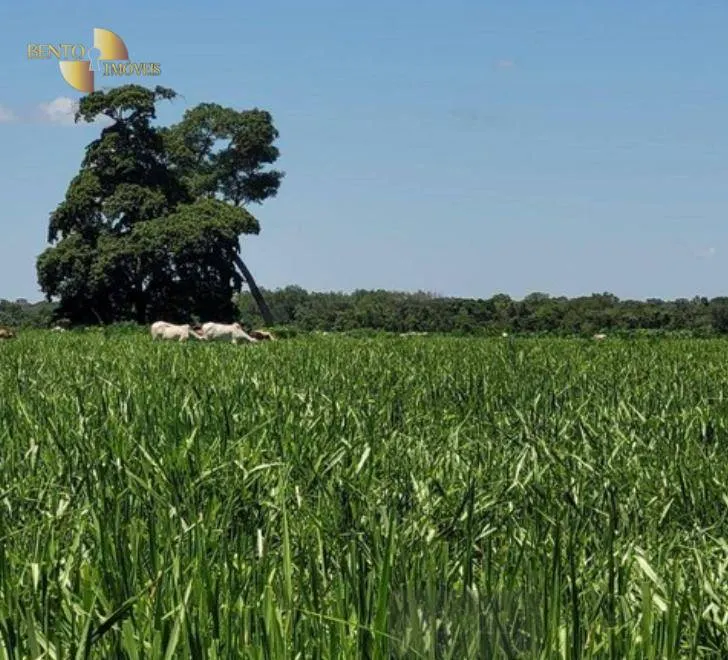 Fazenda à venda de 534 ha em Várzea Grande, MT, Brasil