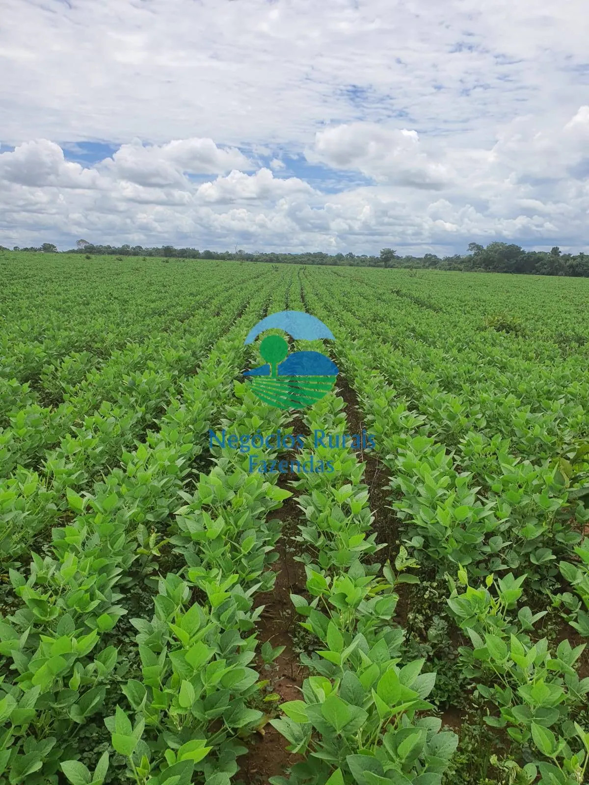 Fazenda à venda e para Arrendar de 435 ha em Novo Planalto, GO, Brasil