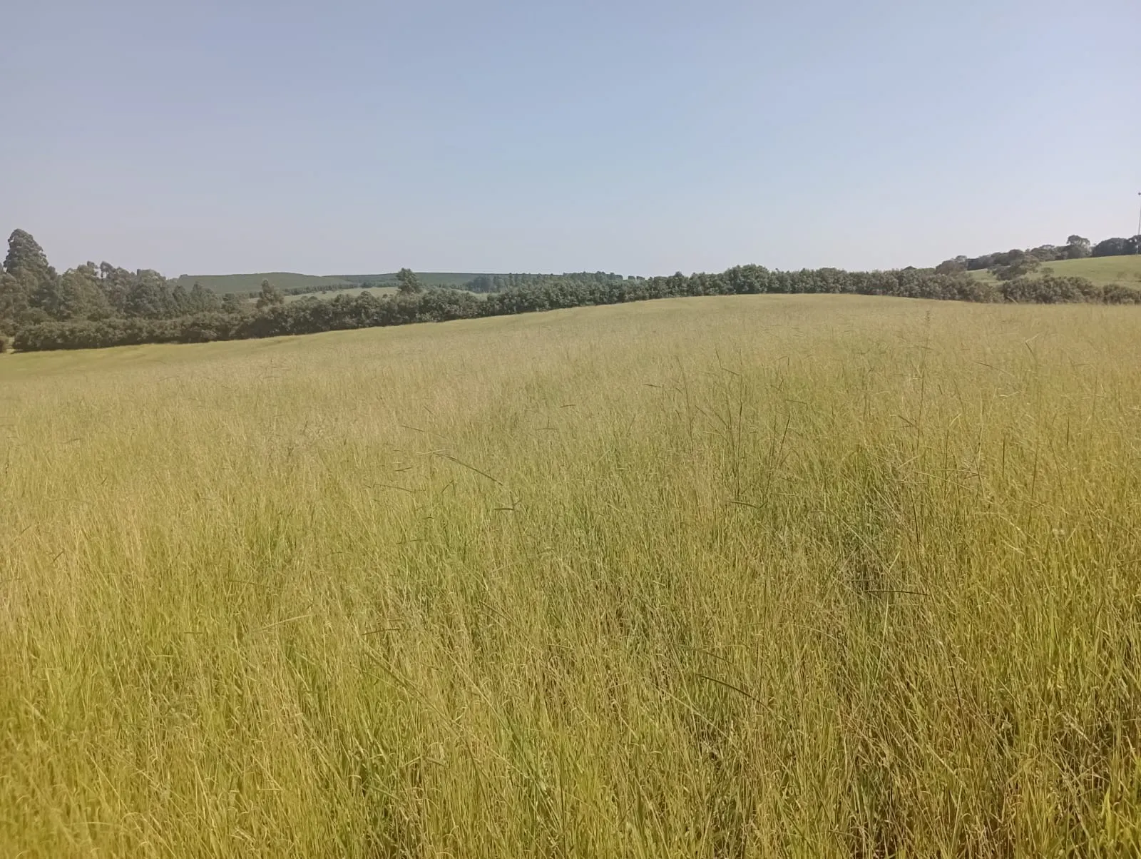 Fazenda à venda de 247 ha em Botucatu, SP, Brasil