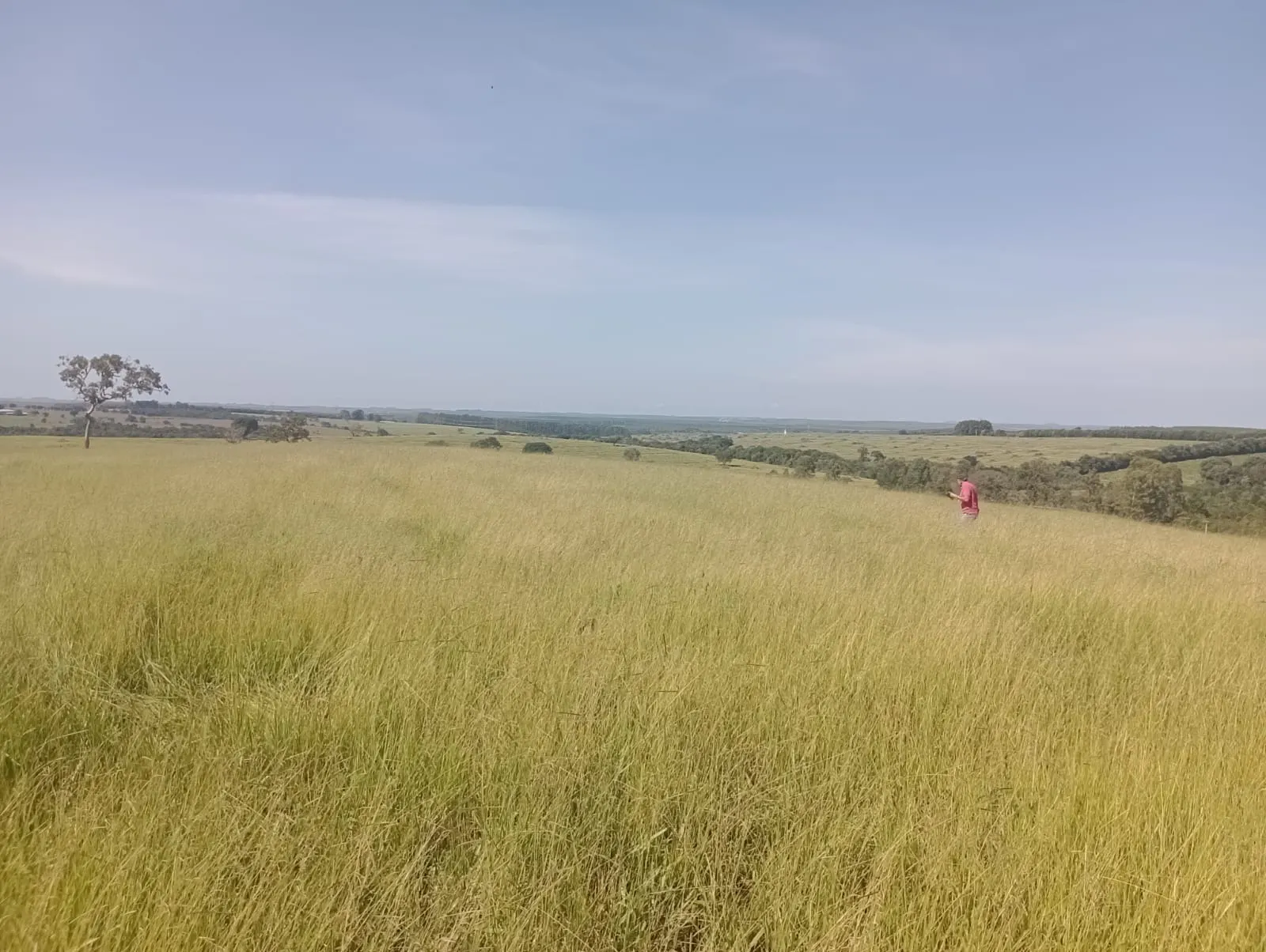 Fazenda à venda de 247 ha em Botucatu, SP, Brasil
