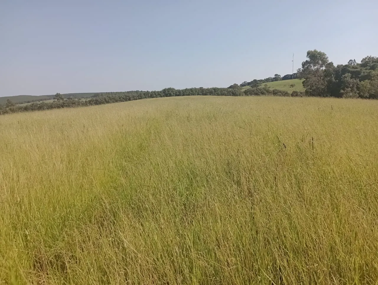 Fazenda à venda de 247 ha em Botucatu, SP, Brasil