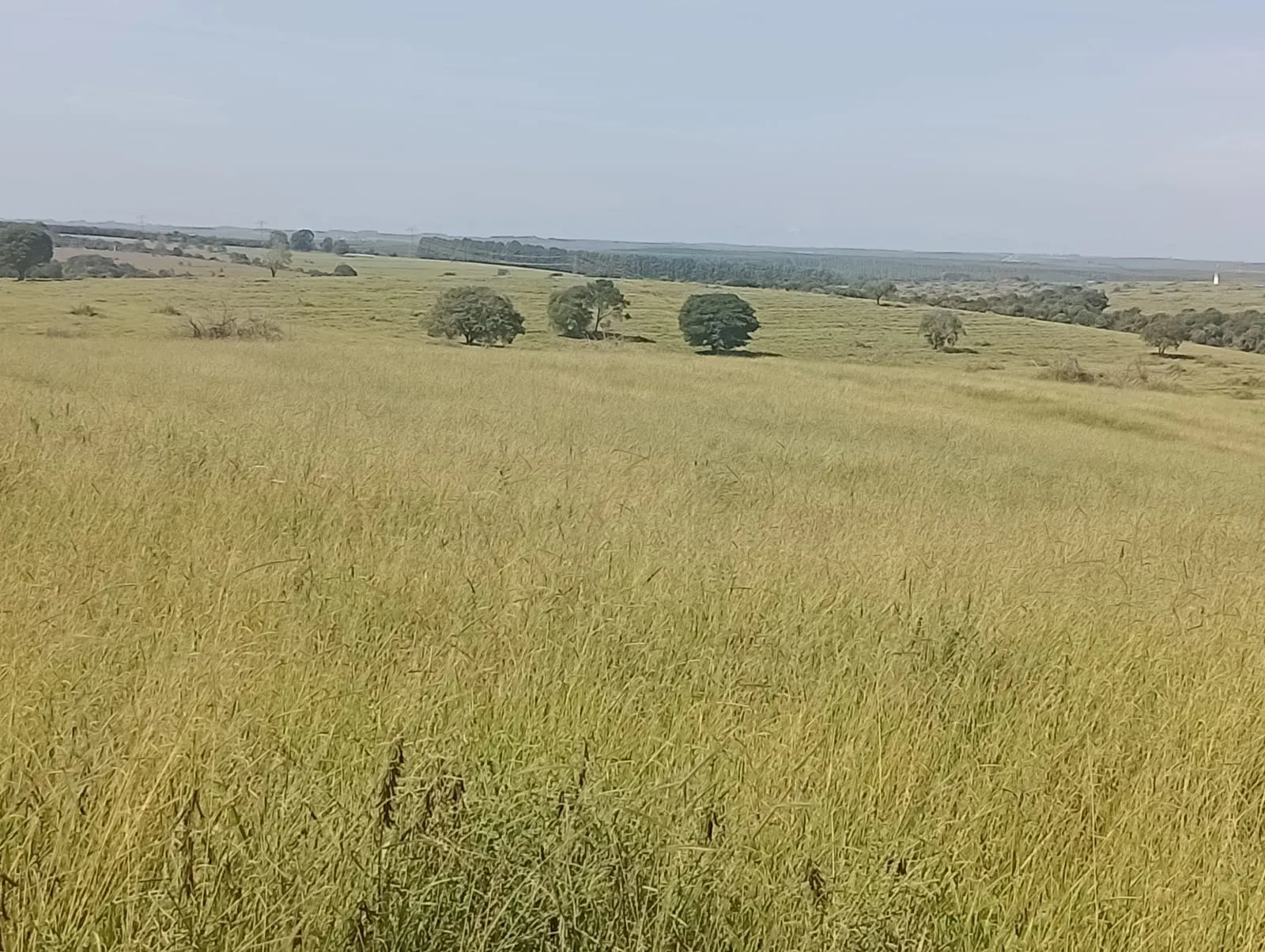 Fazenda à venda de 247 ha em Botucatu, SP, Brasil