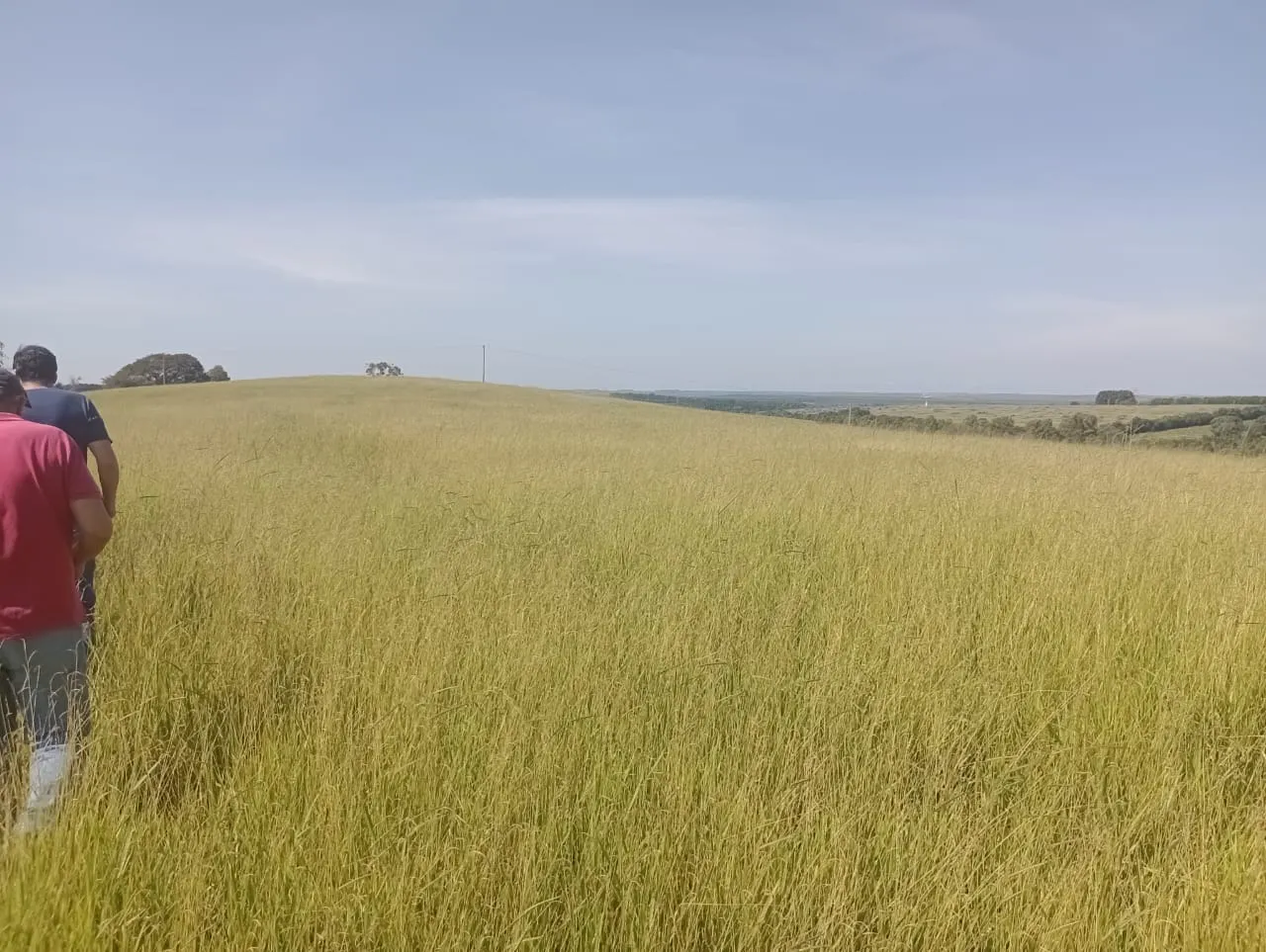 Fazenda à venda de 247 ha em Botucatu, SP, Brasil