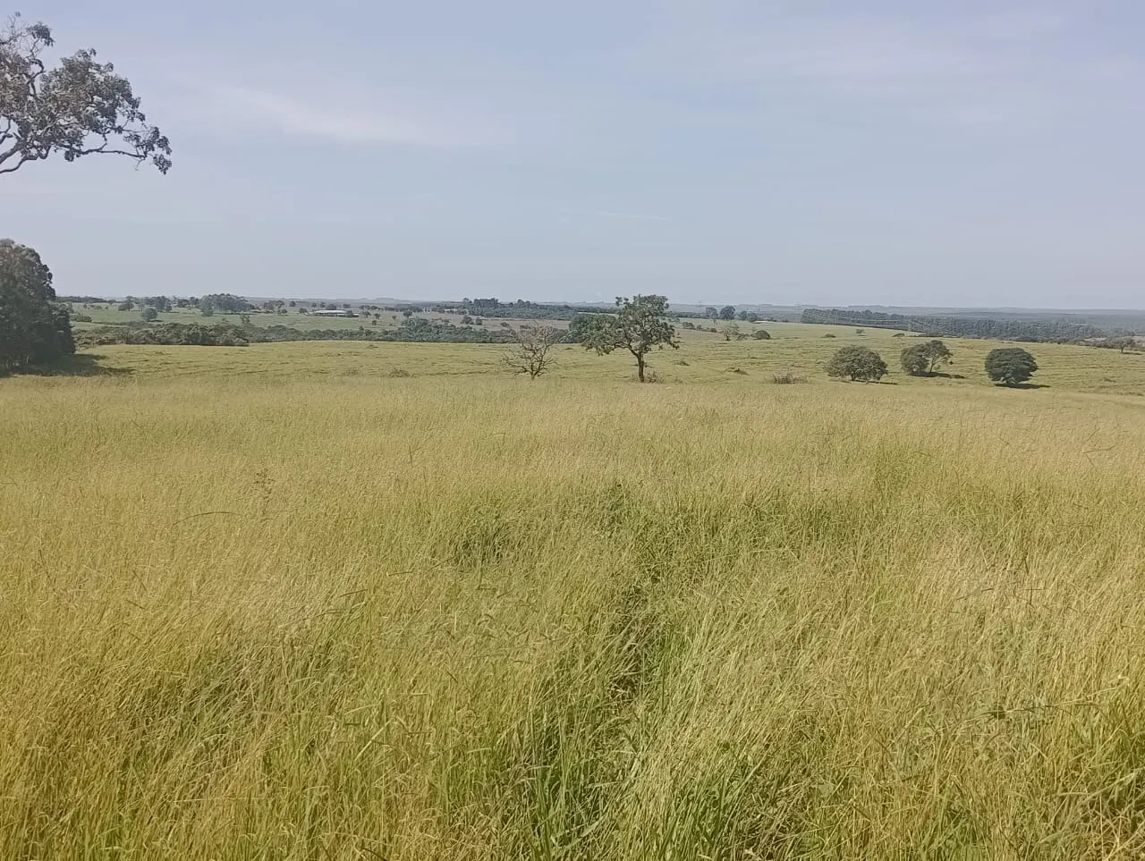 Fazenda à venda de 247 ha em Botucatu, SP, Brasil