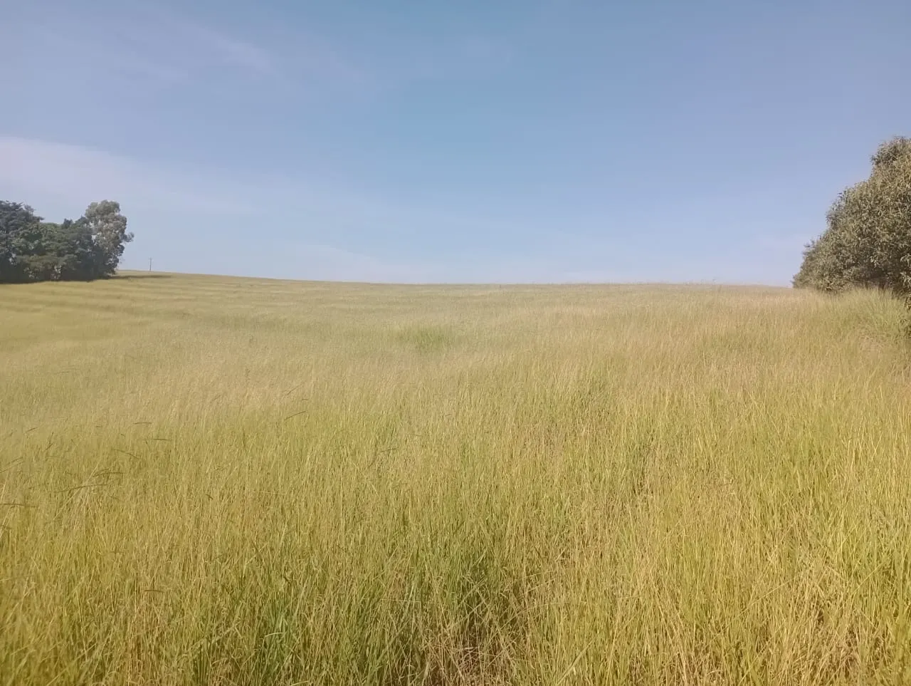 Fazenda à venda de 247 ha em Botucatu, SP, Brasil