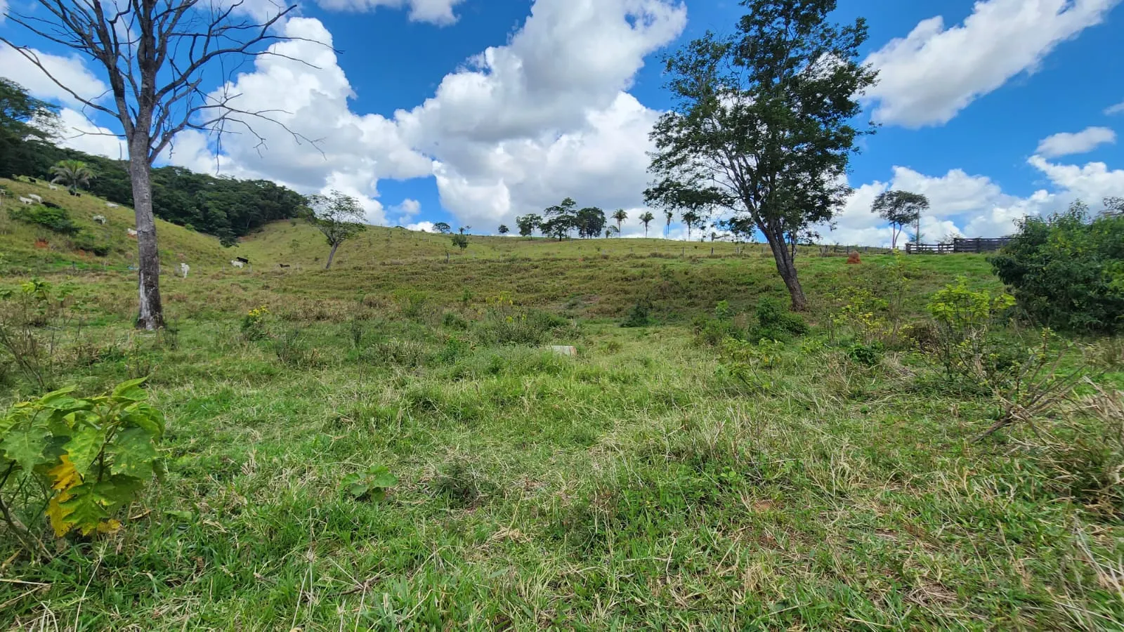 Sítio à venda de 39 ha em Cocalzinho de Goiás, GO, Brasil