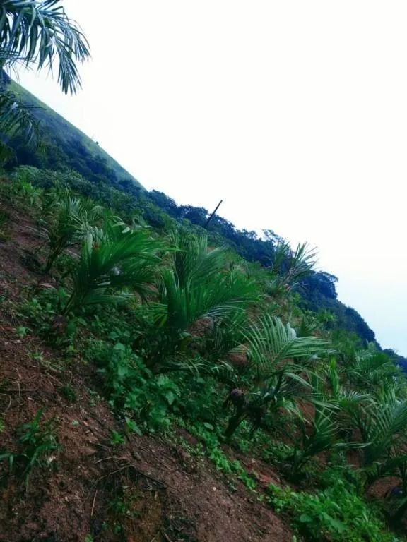 Farm for sale of 317 acres in Juquiá, SP, Brazil