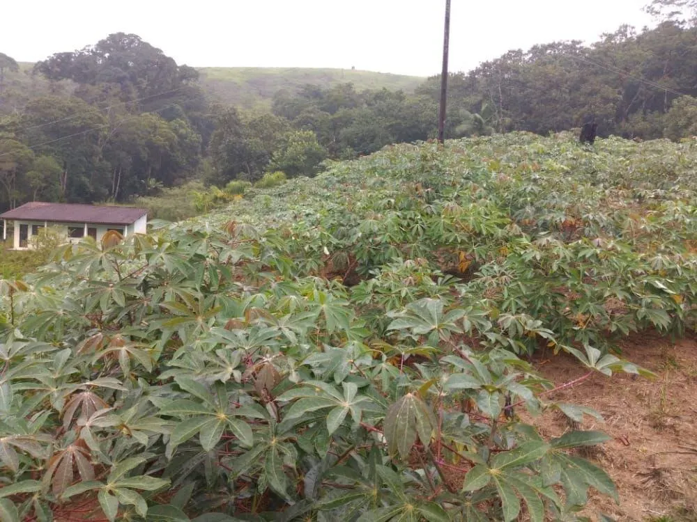 Farm for sale of 317 acres in Juquiá, SP, Brazil