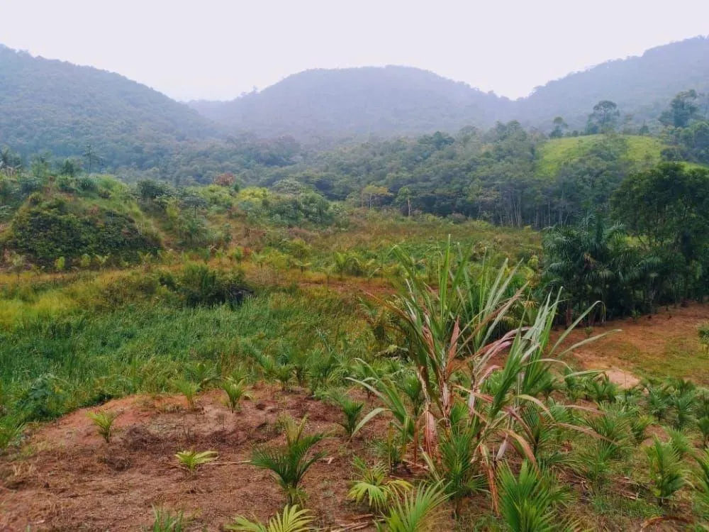 Farm for sale of 317 acres in Juquiá, SP, Brazil
