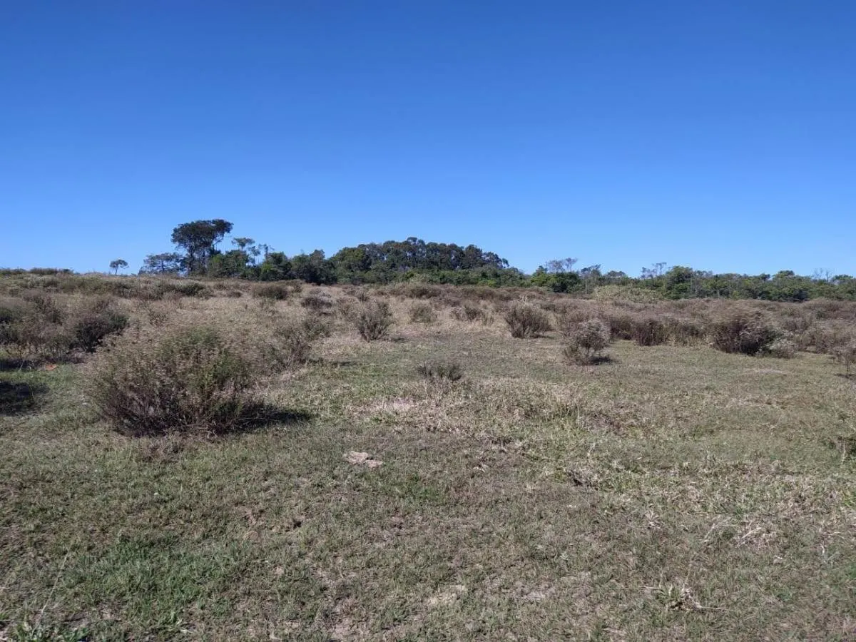 Small farm for sale of 8 acres in Cajuru, SP, Brazil