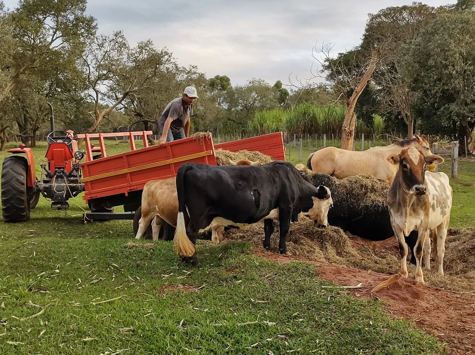 Sítio à venda de 8 ha em Itaí, SP, Brasil