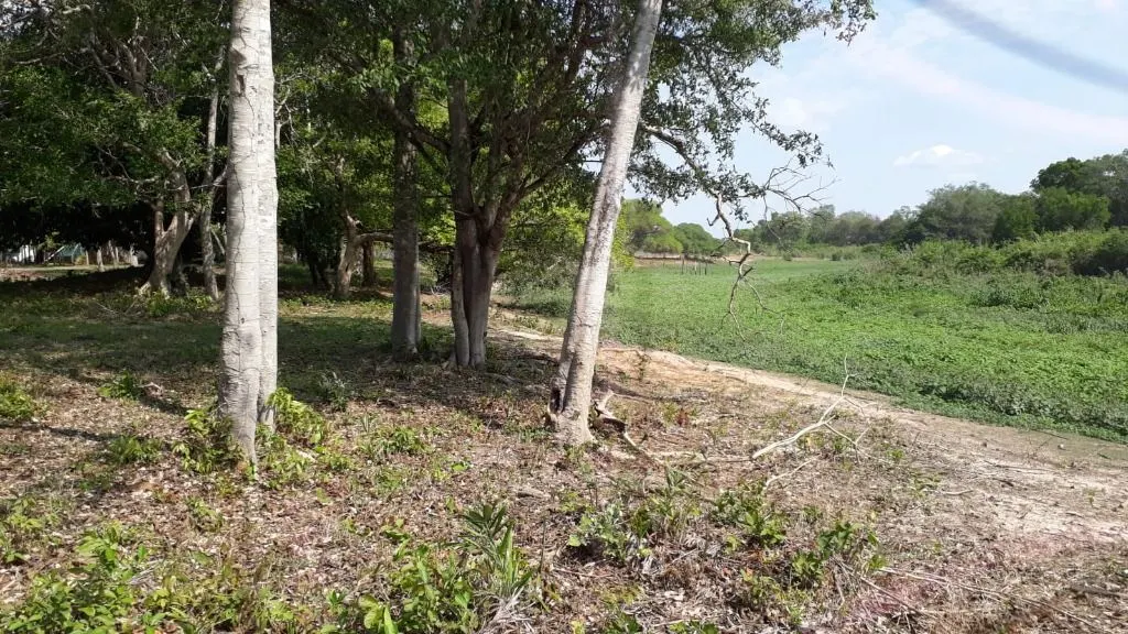 Fazenda à venda de 960 ha em Poconé, MT, Brasil