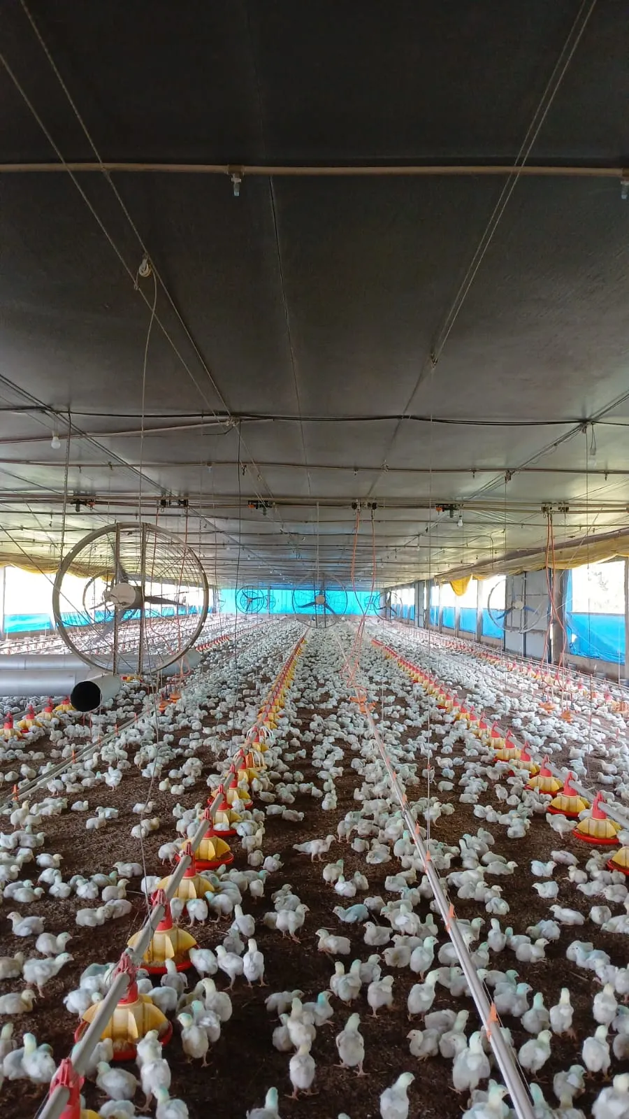 Sítio à venda de 5 ha em São Pedro, SP, Brasil